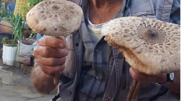 土耳其：马尼萨省78岁老人在山上发现巨型野生菌