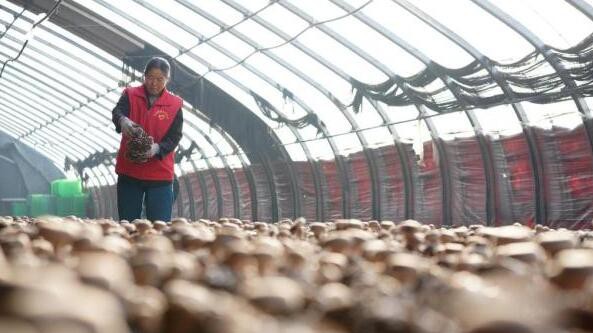 河北：内丘县积极发展食用菌种植产业 有效带动群众增收