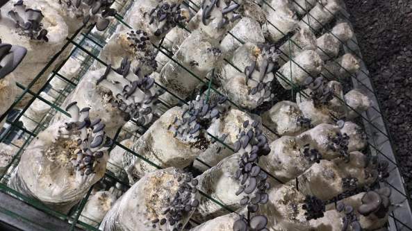 四川瀘州市：方山鎮食用菌產業逐漸成為當地致富有效途徑