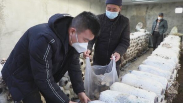 新疆塔城地區：額敏縣郊區鄉平菇豐收 銷路不愁