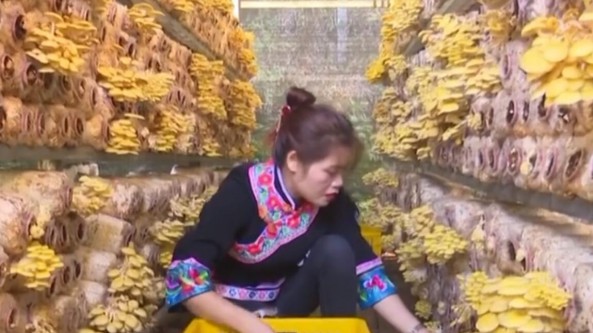广西百色市：右江区巴部村榆黄蘑喜获丰收