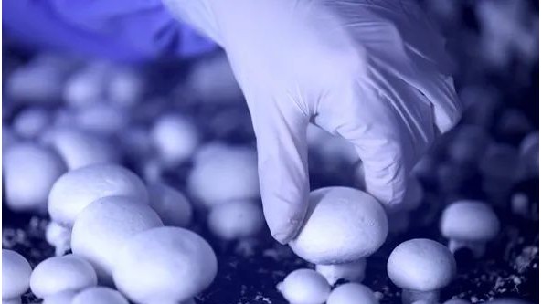 贵州：岑巩县工厂化、数字化智能生产双孢菇日产达20吨左右