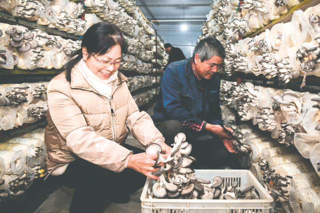 浙江：桐庐县工厂化智能种植姬菇市场供不应求