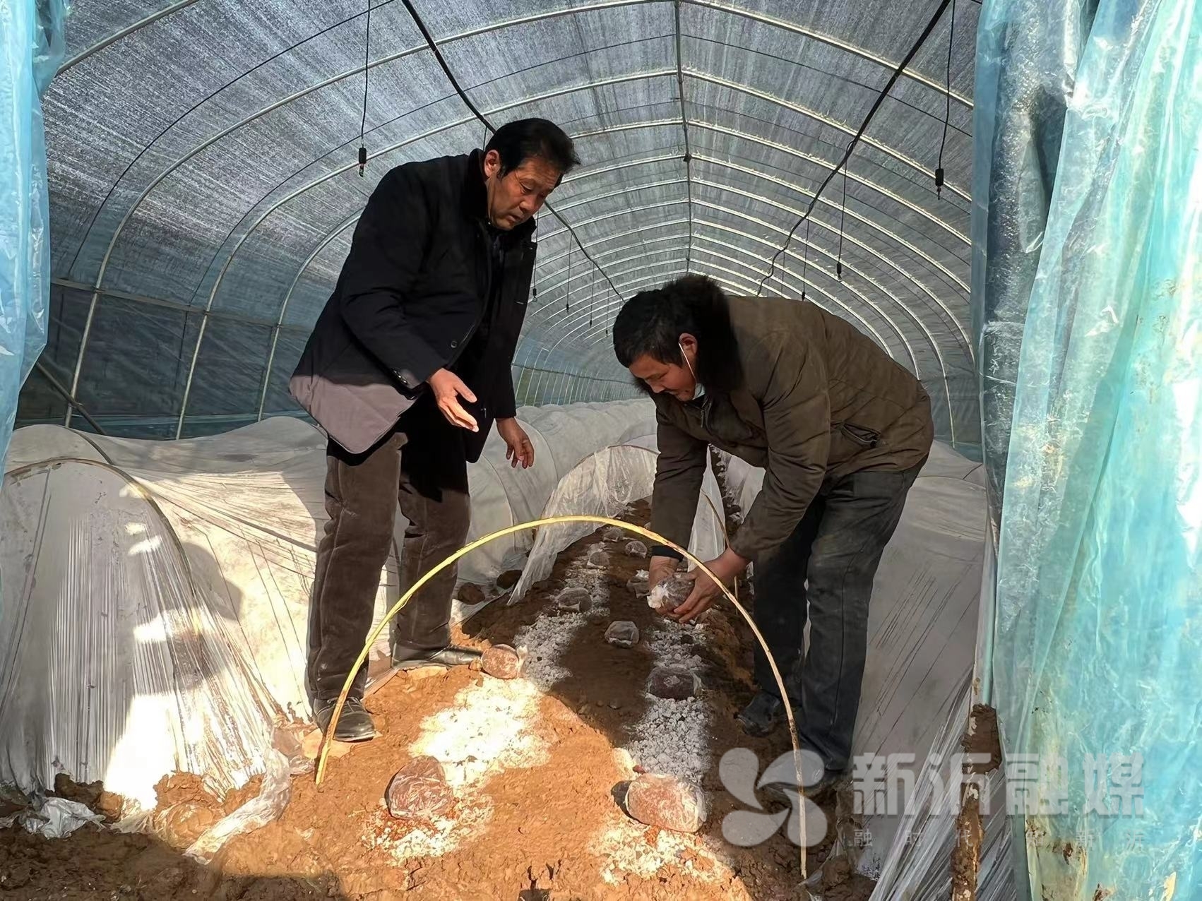 江苏：新沂市窑湾镇百亩羊肚菌全部进入催菇期