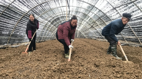 貴州:銅仁市稻田輪種羊肚菌 增產增收地不閑