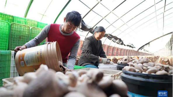 国际新闻：韩国开发出棕色金针菇新品种“Ashak Gold”