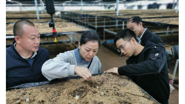 浙江：文成縣農技專家深入大棚指導菇農科學應對寒潮