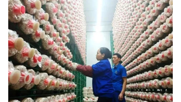 貴州：道真縣高品質杏鮑菇占領成渝市場