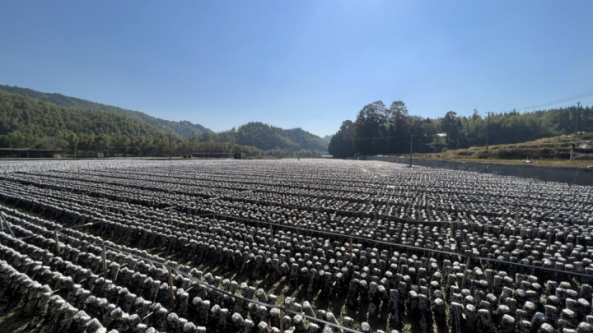 浙江：龙泉八都镇盘活闲置抛荒土地  做大做强食用菌特色农业产业