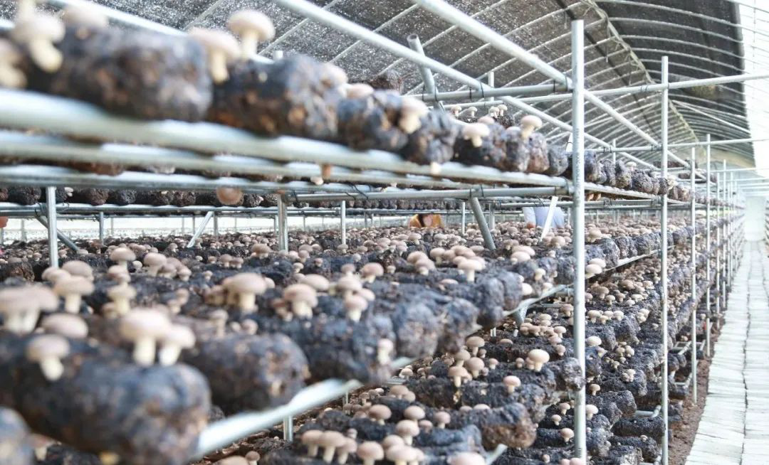全國綠色食品原料標準化生產基地，盧氏香菇榜上有名！