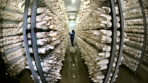 江苏：灌南县菌菇生产企业主动拥抱智慧化  推动产业技术升级