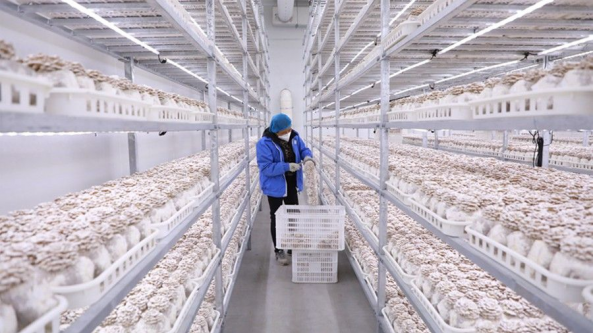 貴州大方：科技賦能 助力白參菌穩產保供