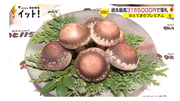 国际新闻：每个香菇价值约40000日元 日本名贵香菇“Nototemari”首拍创历届最高价