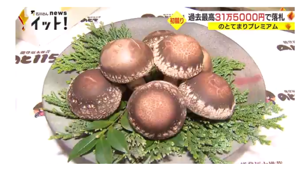 國際新聞：每個香菇價值約40000日元 日本名貴香菇“Nototemari”首拍創歷屆最高價