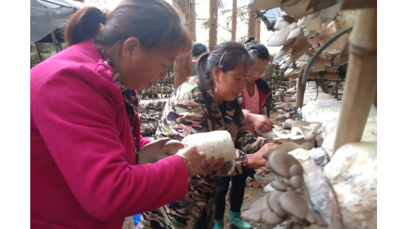 贵州铜仁市江区六龙山乡：生态林下谱写致富大文章