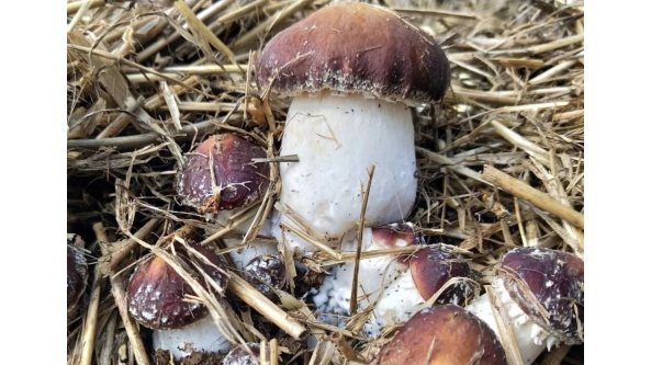 山東膠州：試種新品種 食用菌高效栽培模式獲認(rèn)可