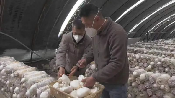 新疆：吉木薩爾縣阿魏菇試種成功
