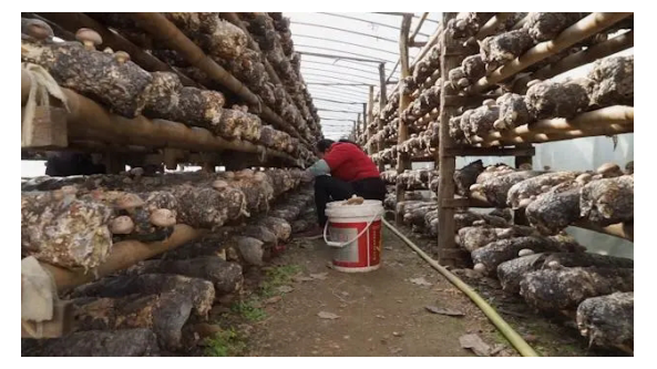 河南盧氏：科技助力食用菌實現智慧生產