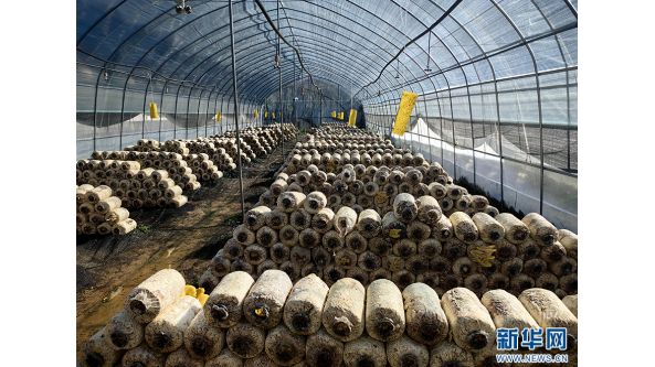 云南：“小蘑菇”敲响乡村振兴“致富门”