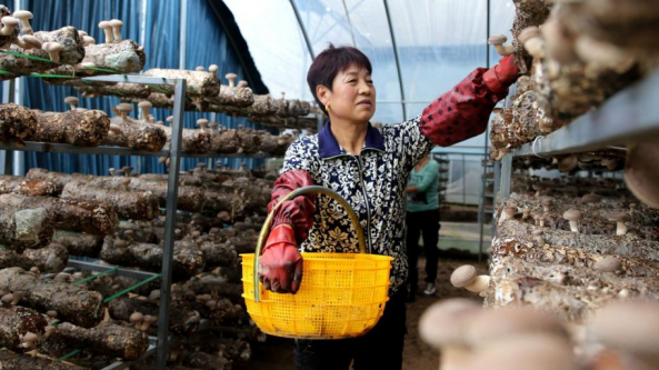 甘肃：庆阳市西峰区食用菌产业发展势头强劲