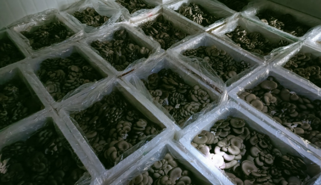 重庆：涪陵罗云镇20亩大棚蘑菇喜迎丰收