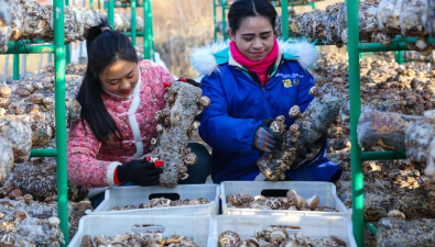 河南：光山县加班加点采摘花菇供应春节市场