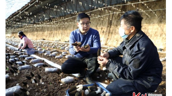 河北：平泉市羊肚菌搶先上市 暢銷北京等地