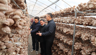 湖北省食用菌产业技术体系首席专家王卓仁到香菇主产区开展香菇考种和栽培技术服务