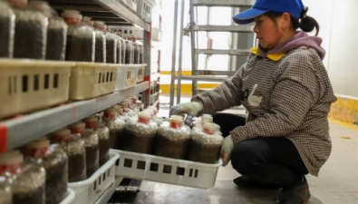贵州：玉屏开足马力生产鹿茸菇菌棒 保市场供应