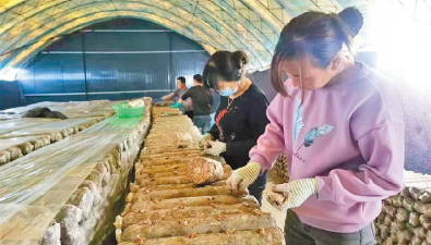 内蒙古:赤峰发展食用菌，村民实现“一地三金”