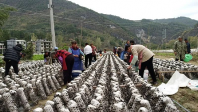 贵州：印江小木耳成就大产业