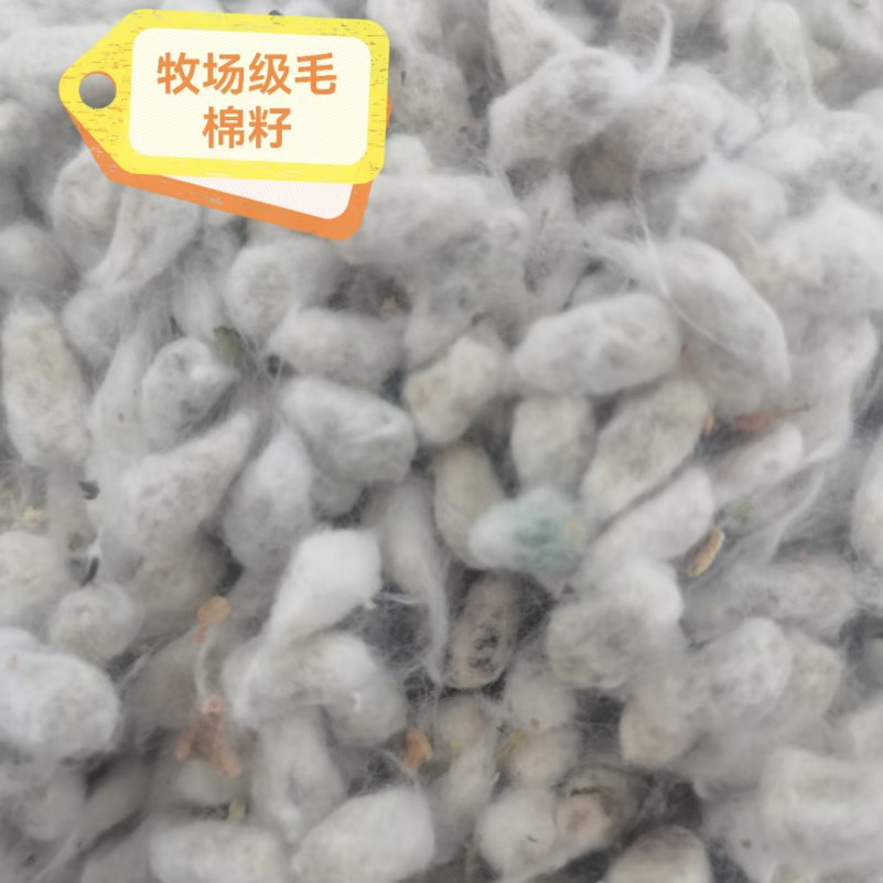 新疆优质棉壳、棉粕、棉籽