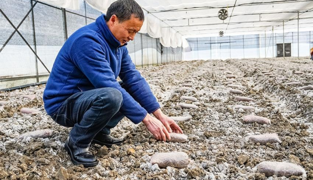 重庆梁平区：大力发展温室大棚食用菌生产