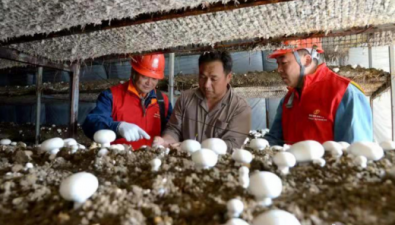 安徽泗县：小菌菇撑起大产业