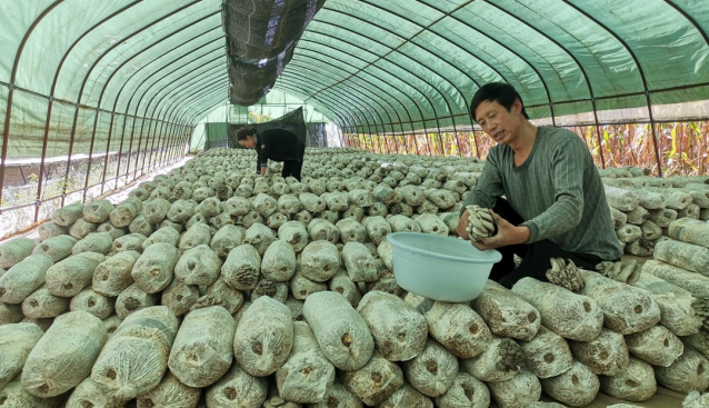 山西阳城：秸秆栽培食用菌，变废为宝促增收