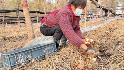 河南：宝丰县发展大球盖菇产业 助力乡村振兴