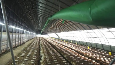北京通州：羊肚菌早上市，亩产值达10-13万元