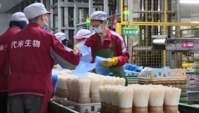 广东：代米生物科技公司食用菌成粤港澳大湾区“菜篮子”生产基地