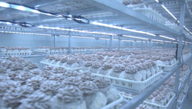 贵州：大方县珍稀菌实现人工驯化栽培 出菇上市忙