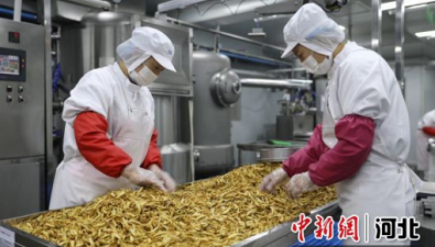 河北平泉：科技支撐，食用菌產業循環發展有突破