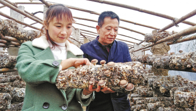 陜西商洛：反季香菇采摘，收益高