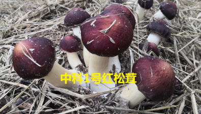 “中科1号红松茸”入选广州市农业主导品种