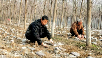 河南宝丰：林下种植食用菌，实现“三赢”