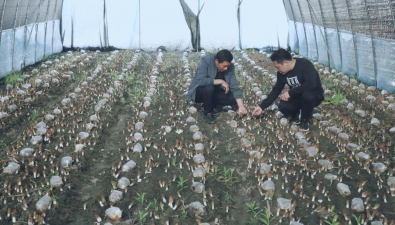 羊肚菌栽培管理技術