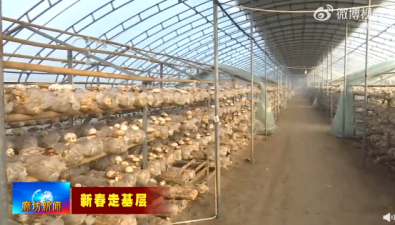 河北永清：家庭農(nóng)場(chǎng)種特色花菇，收益可觀