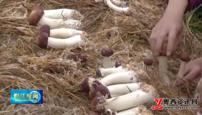 廣東陽春：退伍返鄉(xiāng)青年成功種出紅松茸