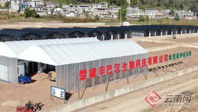 云南南華：“小菌菇”帶動村集體經濟大發展