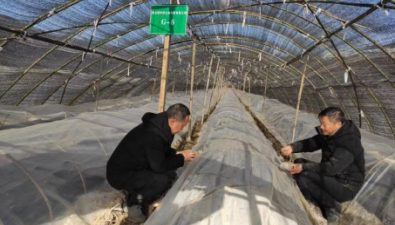 湖北房县：多措并举掀起春季食用菌生产高潮