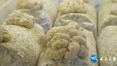 河南太康縣：朵朵金耳鋪就致富路