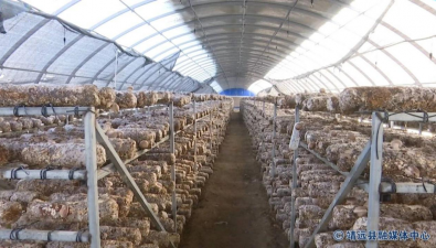 甘肅靖遠縣：食用菌專用成套恒溫設備助力提升出產率 縮短生產周期
